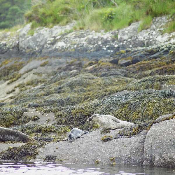 Seals, Bantry Bay, County Cork, Ireland — Stock Photo, Image