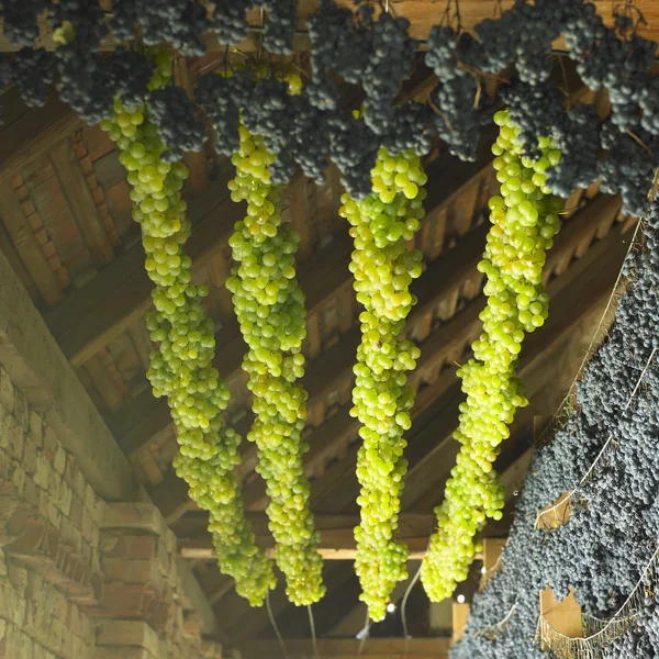 stock image Grapes drying for straw wine, Biza Winery, Cejkovice, Czech Repu