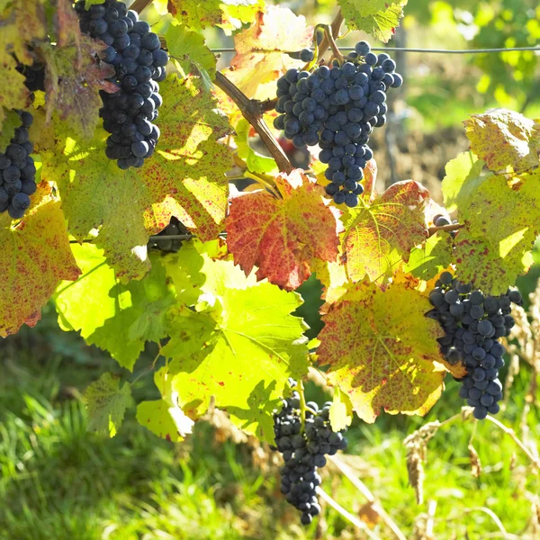 Vinné révy ve vinici (frankovka), Česká republika — Stock fotografie