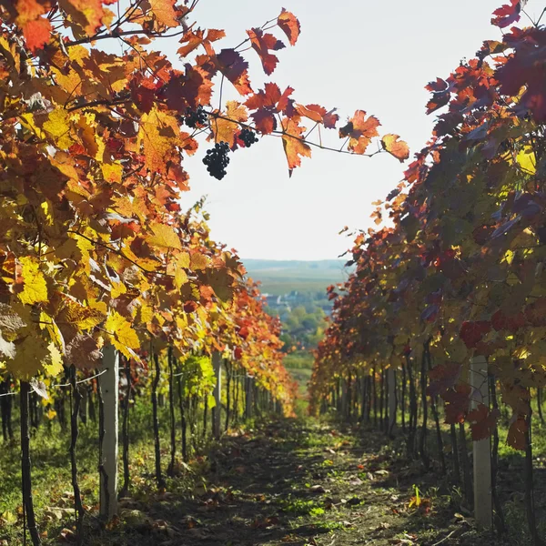 Vignoble, Biza Winery, Cejkovice, République tchèque — Photo