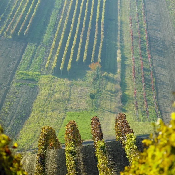 Winnice w regionie Cejkovice, Czechy — Zdjęcie stockowe