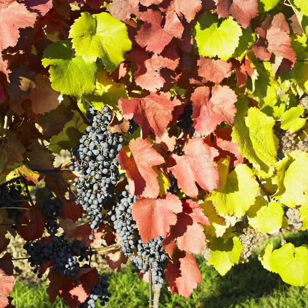 Grapevines in vineyard, Czech Republic — Stock Photo, Image