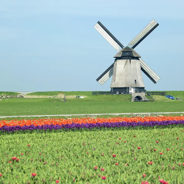 Moinho de vento com campo de tulipas perto de Schermerhorn, Países Baixos — Fotografia de Stock
