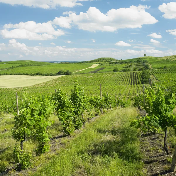 Wijngaard, palava, Tsjechië — Stockfoto