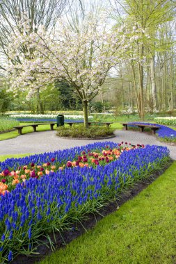 Keukenhof Bahçeleri, Lisse, Hollanda