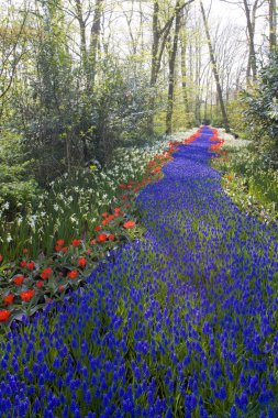 Keukenhof Bahçeleri, Lisse, Hollanda