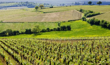 Vineyards of Cote Chalonnaise region, Burgundy, France clipart