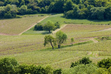Vineyards of Cote Maconnais near Fuissé, Burgundy, France