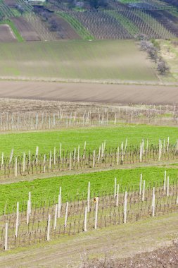 Vineyard called Kravi hora near Kobyli, Czech Republic