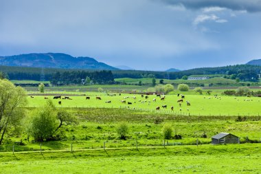 Peyzaj strathspey Vadisi, yaylaları, İskoçya