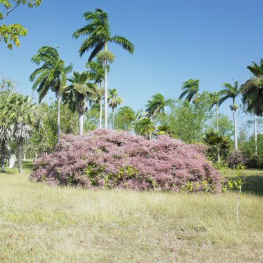 Botany garden, Jardin Botánico de Cienfuegos, Cuba clipart