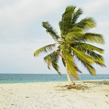 Cayo Sabinal, Camaguey Province, Cuba clipart