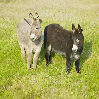 Donkeys, County Donegal, Ireland clipart