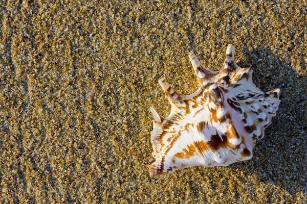 stock image Seashell in the sand