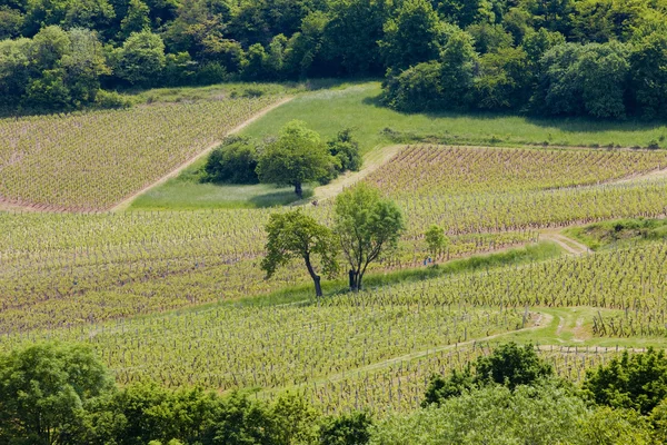 Vinhas de Cote Maconnais perto de Fuissé, Borgonha, França — Fotografia de Stock