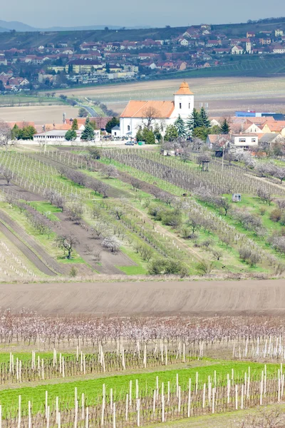Кобыли с виноградниками, Чехия — стоковое фото