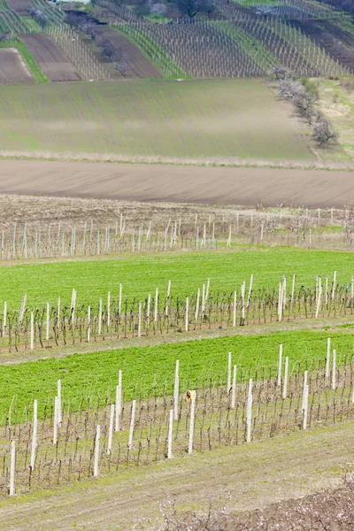 Vineyard called Kravi hora near Kobyli, Czech Republic — Stockfoto