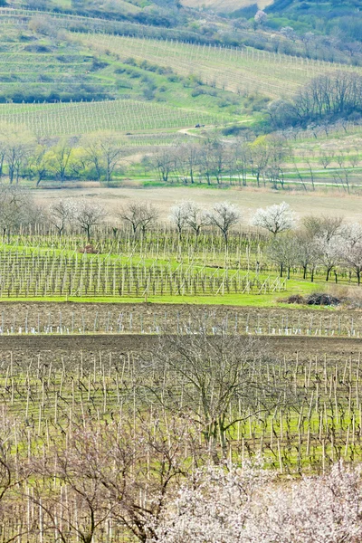 Vineyard called Kravi hora near Kobyli, Czech Republic — Stok fotoğraf