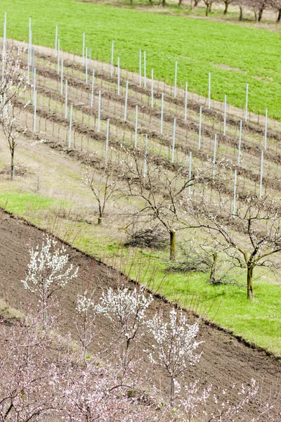 Vignoble appelé Kravi hora près de Kobyli, République tchèque — Photo