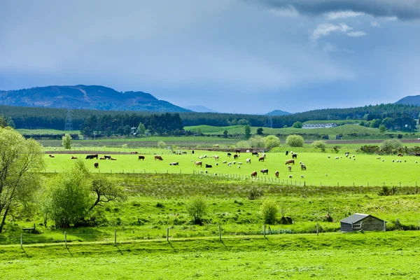 Paisaje de Strathspey Valley, Highlands, Escocia — Foto de Stock