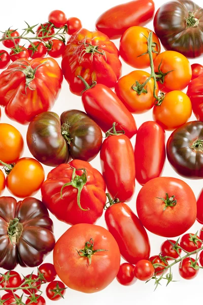 Zátiší rajčat — Stock fotografie