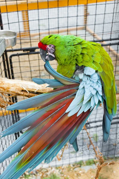 Parrot Ara militaire (Ara militaris mexicana) in de kooi — Stockfoto