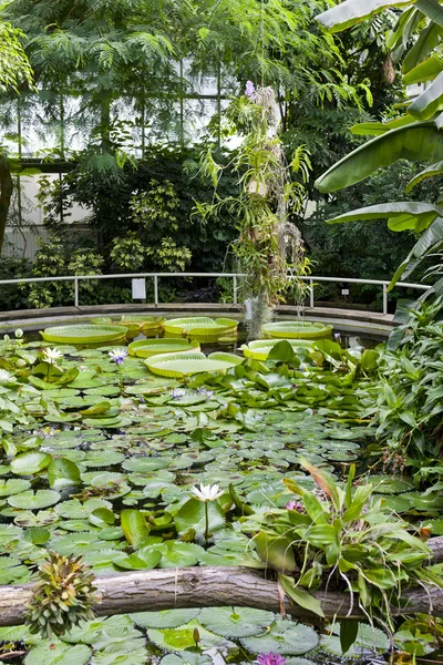 Jardin botanique Na Slupi, Prague, République tchèque — Photo