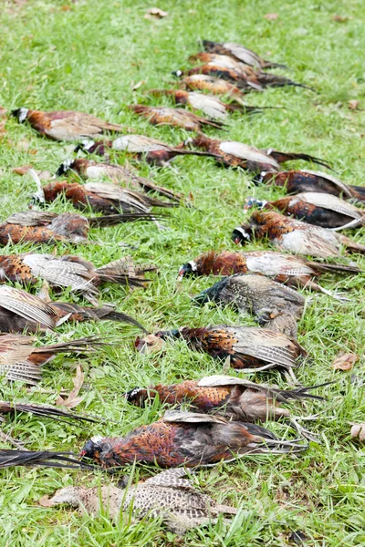 Uitsluit van gevangen fazanten — Stockfoto
