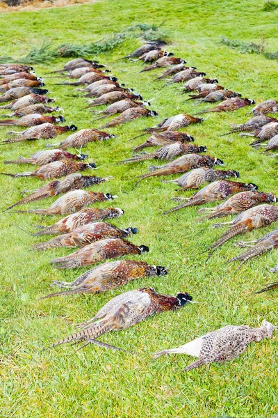 Исключает пойманных фазанов — стоковое фото