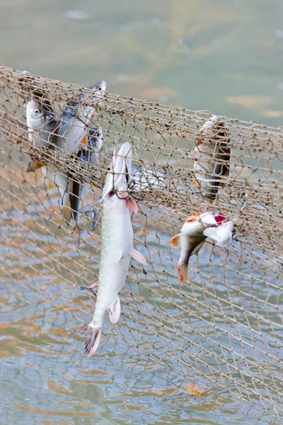 Pescado capturado en la red de pesca —  Fotos de Stock