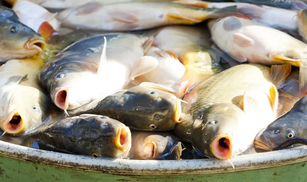 Fiska i moms under skörden damm — Stockfoto
