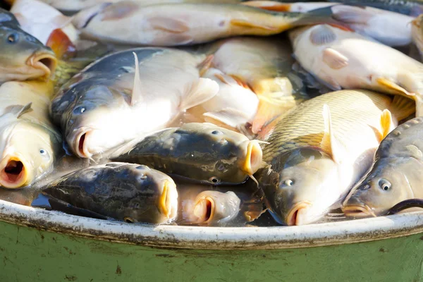 Pescado en la tina durante la cosecha del estanque —  Fotos de Stock