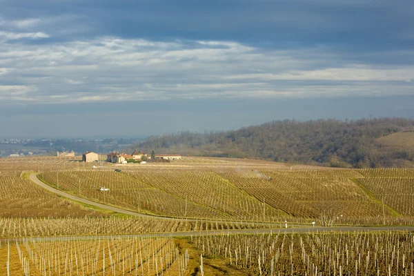 Weinberge der Region Pouilly-fuissé, Burgund, Frankreich — Stockfoto