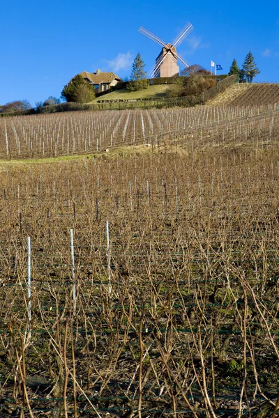 Větrný mlýn a vinice poblíž verzenay, oblast champagne, Burgundsko, Francie — Stock fotografie