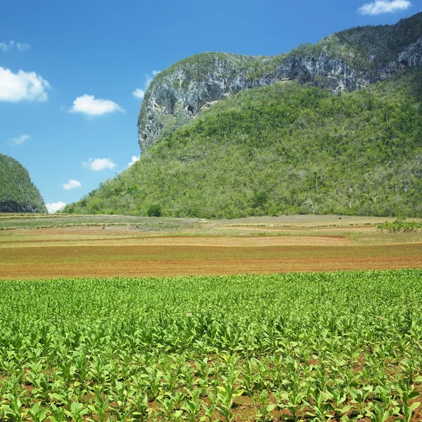 ビニャーレスの谷、ピナール ・ デル ・ リオ州キューバ — ストック写真