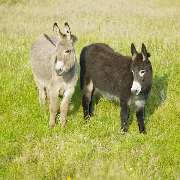 Donkeys, County Donegal, Ireland — Stock Photo, Image
