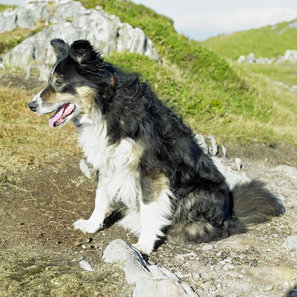 Hond, schapenmelk hoofd schiereiland, county cork, Ierland — Stockfoto