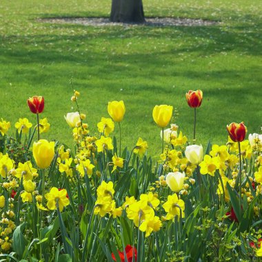 Keukenhof Bahçeleri, Lisse, Hollanda