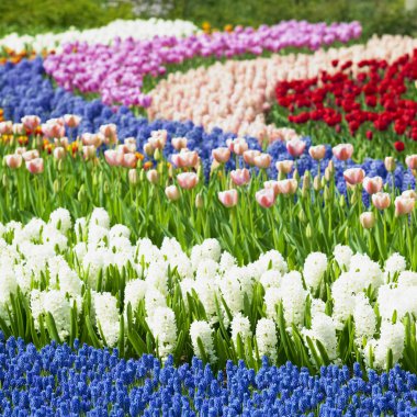 Keukenhof Bahçeleri, Lisse, Hollanda