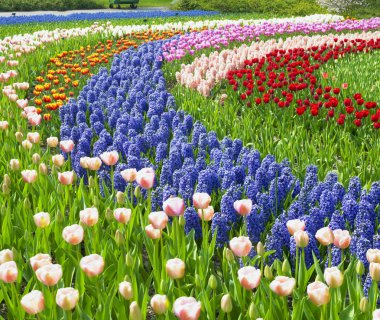 Keukenhof Bahçeleri, Lisse, Hollanda