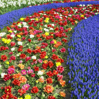 Keukenhof Bahçeleri, Lisse, Hollanda