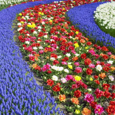 Keukenhof Bahçeleri, Lisse, Hollanda