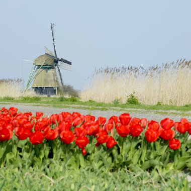 Windmill with tulip field near Ooster Egalementsloot canal, Neth clipart