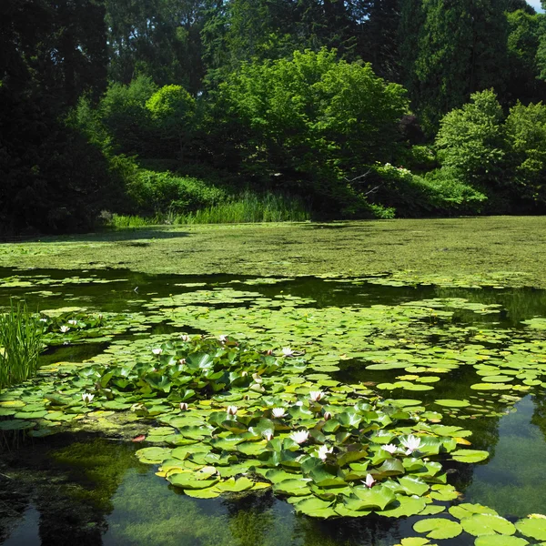 Water-lilies, Powerscourt Gardens, County Heblow, Ireland — стоковое фото