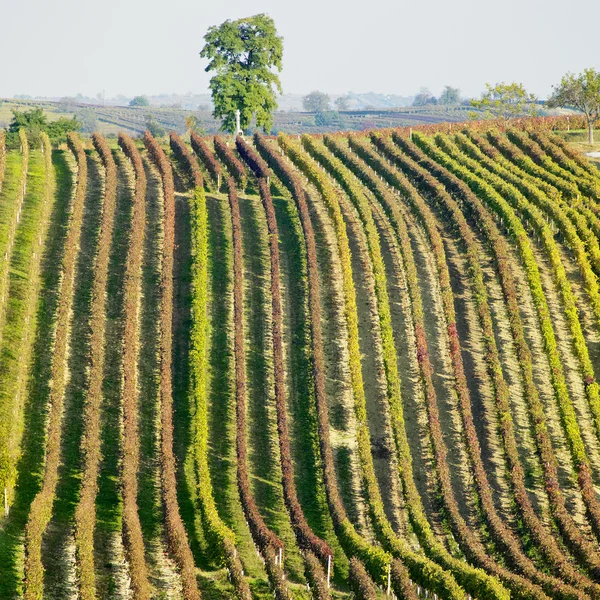 Vignobles en République Tchèque, République Tchèque — Photo