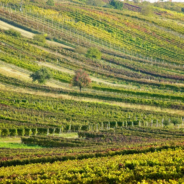 Wijngaarden in Cejkovice, Tsjechië — Stockfoto