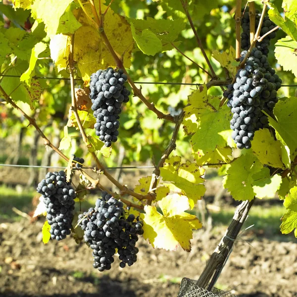Vinné révy ve vinici (frankovka), Česká republika — Stock fotografie