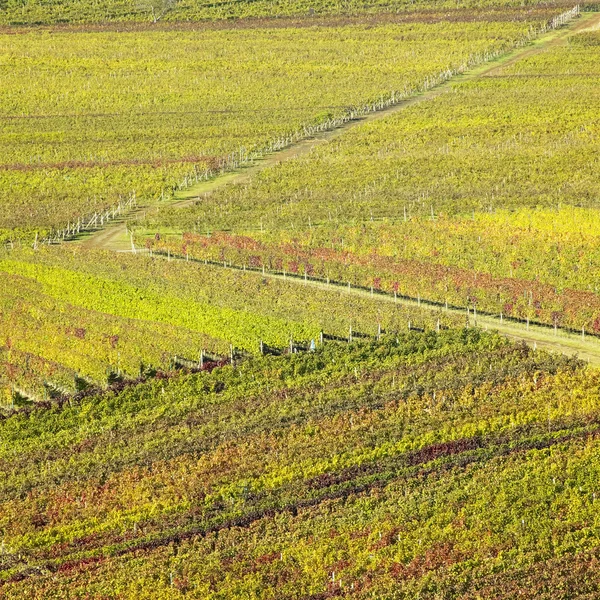 Vignobles en Velke Bilovice region, République Tchèque — Photo