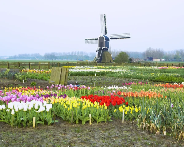 Molino de viento con tulipanes cerca de Offem, Holanda — Foto de Stock