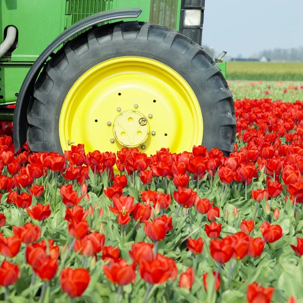 Stock image Tractor on the tulip field, Netherlands